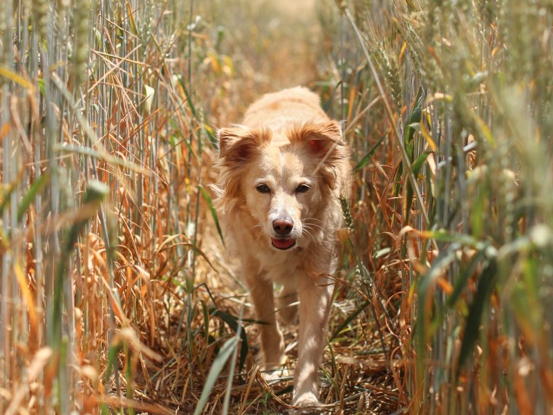 Collie_Feld
